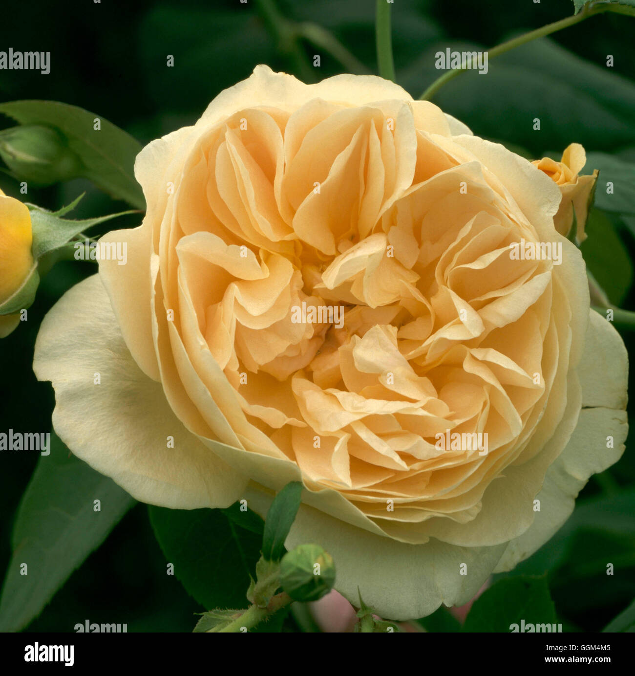 Rosa - 'Teasing Georgia" (arbusto) RSH094683 Foto Stock