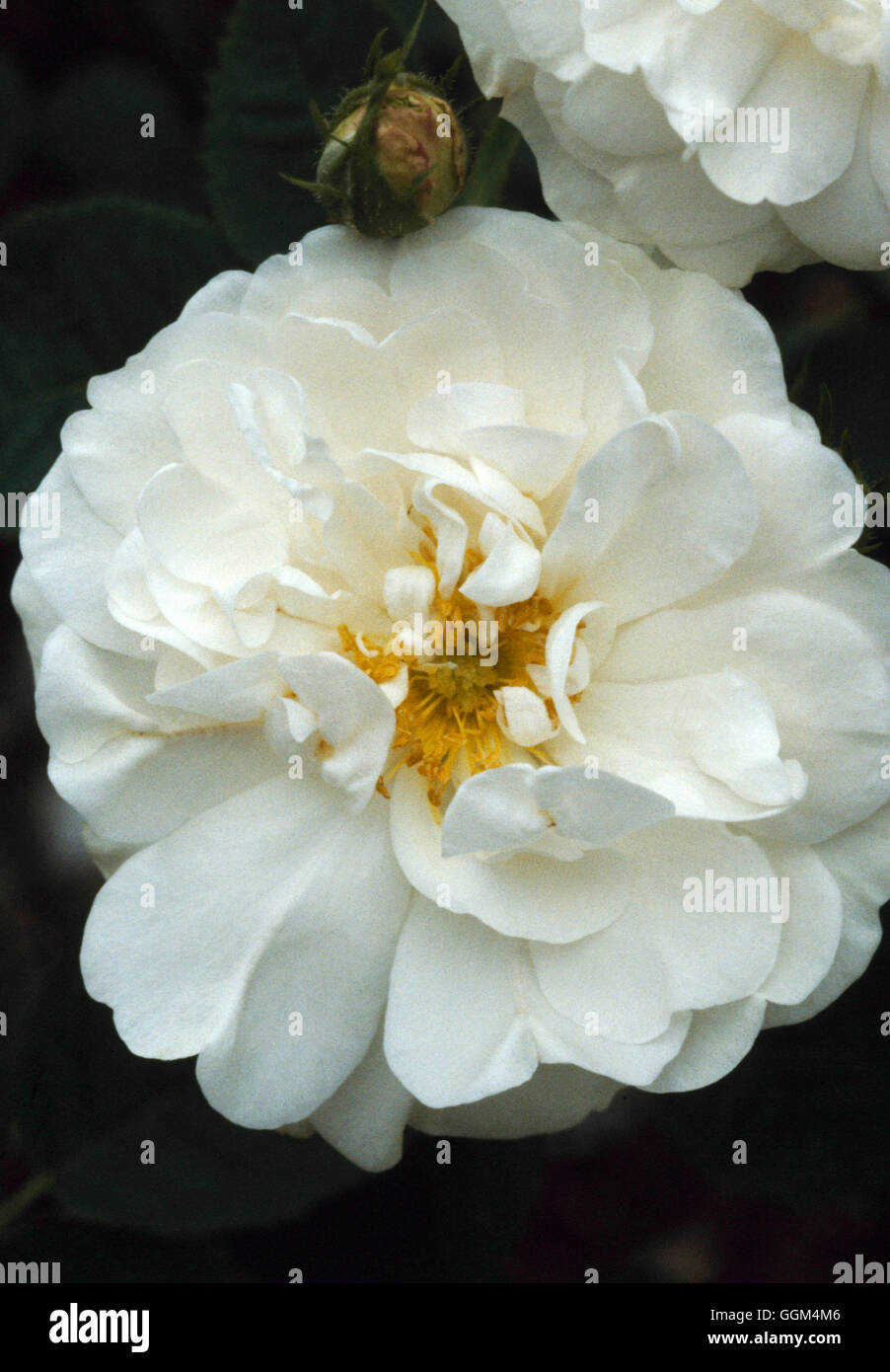 Rosa - 'Alba Maxima' - (arbusto)- - La Rosa dei Giacobiti RSH095006 Foto Stock