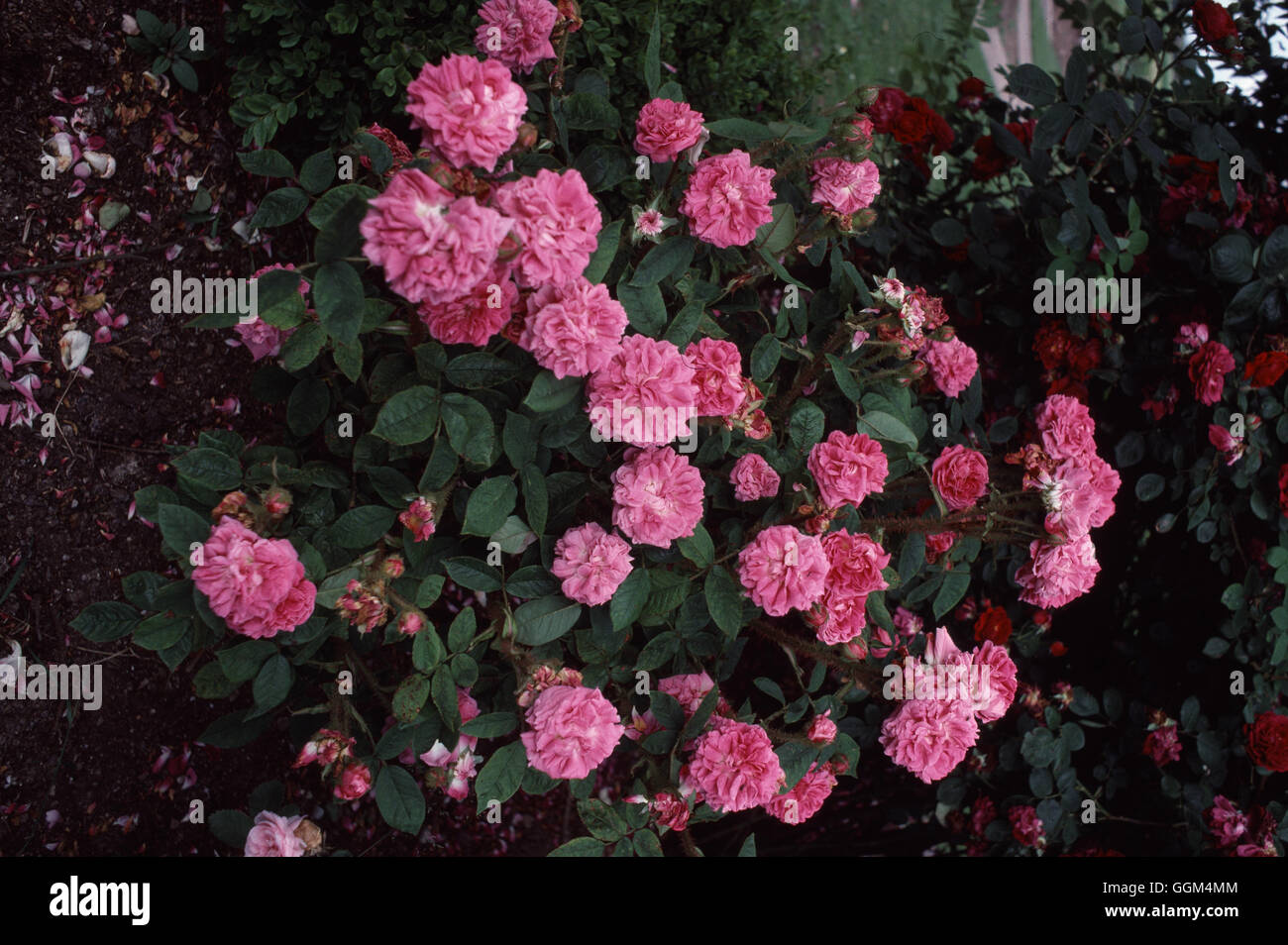 ROSA LANEI' Gallica hybrid Moss rosa ad arbusto introdotto nel 1846. Data: 18/08/2008 RSH096783 Phot' Foto Stock