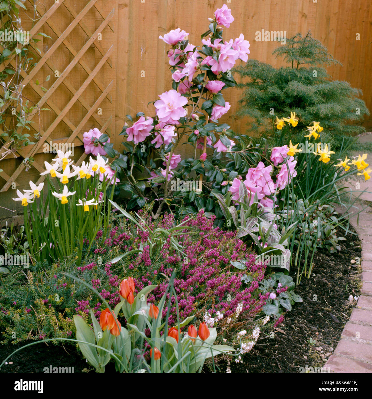 Spring Garden - con Camellia Narciso eriche e tulipani. SBG087794 Foto Stock