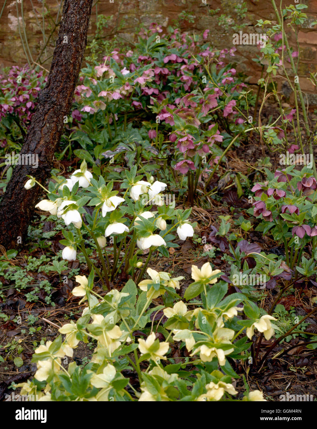 Spring Garden - con Helleborus (marzo) - (si prega di credito: Foto Hort/Broadleigh Gardens) SBG obbligatoria089205 cred Foto Stock