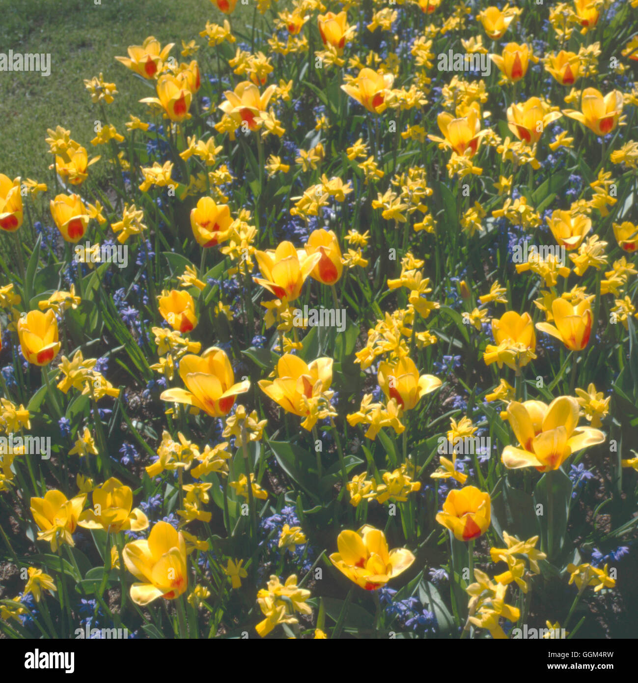 Biancheria da letto a molla - Narciso 'Jumblie' Scilla 'Spring bellezza' e - Tulipa 'Stresa'. SBG101161 Foto Stock
