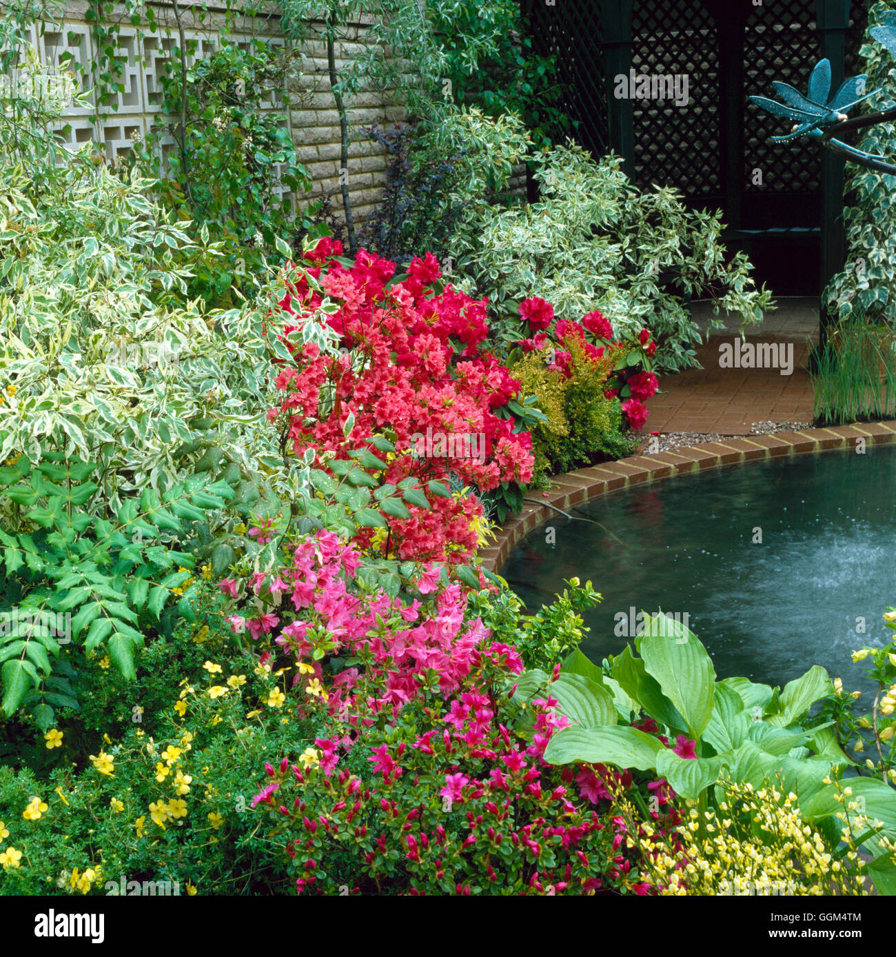 Arbusto di confine - con Potentilla Mahonia Cornus Rododendri e azalee SGB021582 Foto Ho Foto Stock