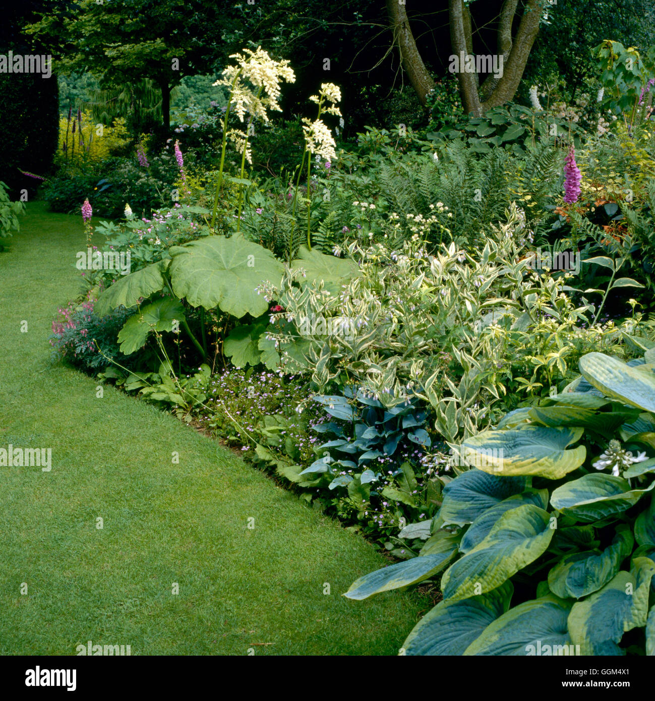 Ombra Garden - piantate con Hosta Symphytum e felci - (si prega di credito: Foto Hort/Le Jardin de Valerianes Francia) REF: PH Foto Stock
