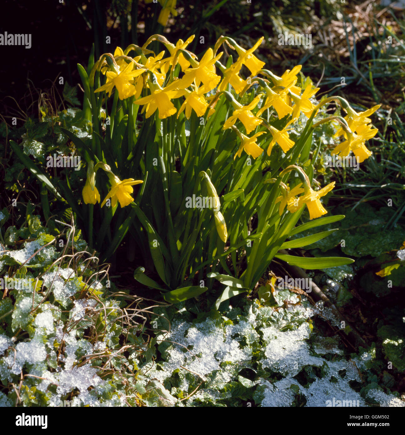 Scena di neve - Narciso 'tete-a-tete' AGM SSF060731 Foto Stock