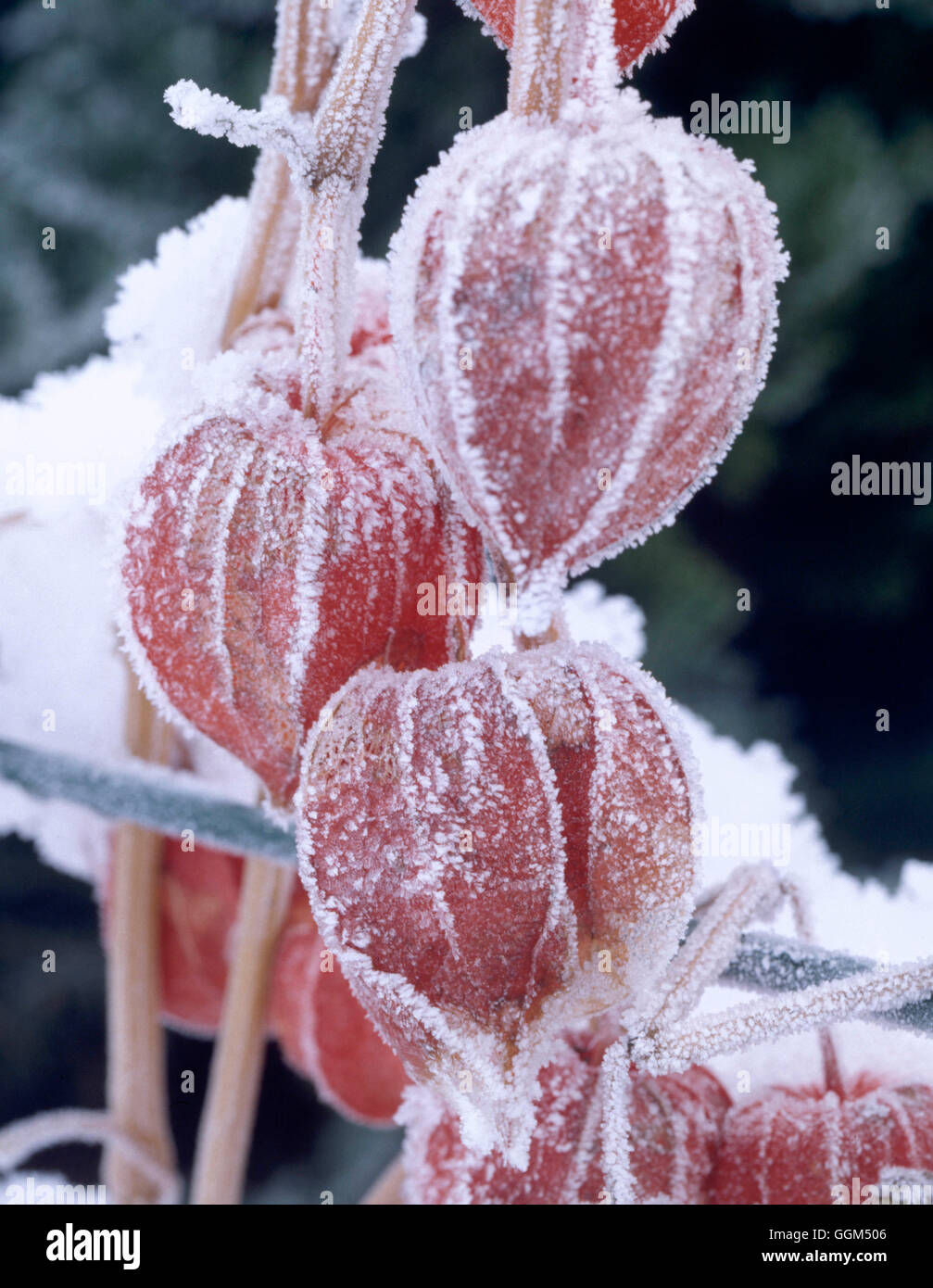 Scena di neve - neve su Physalis SSF065641 Foto Stock