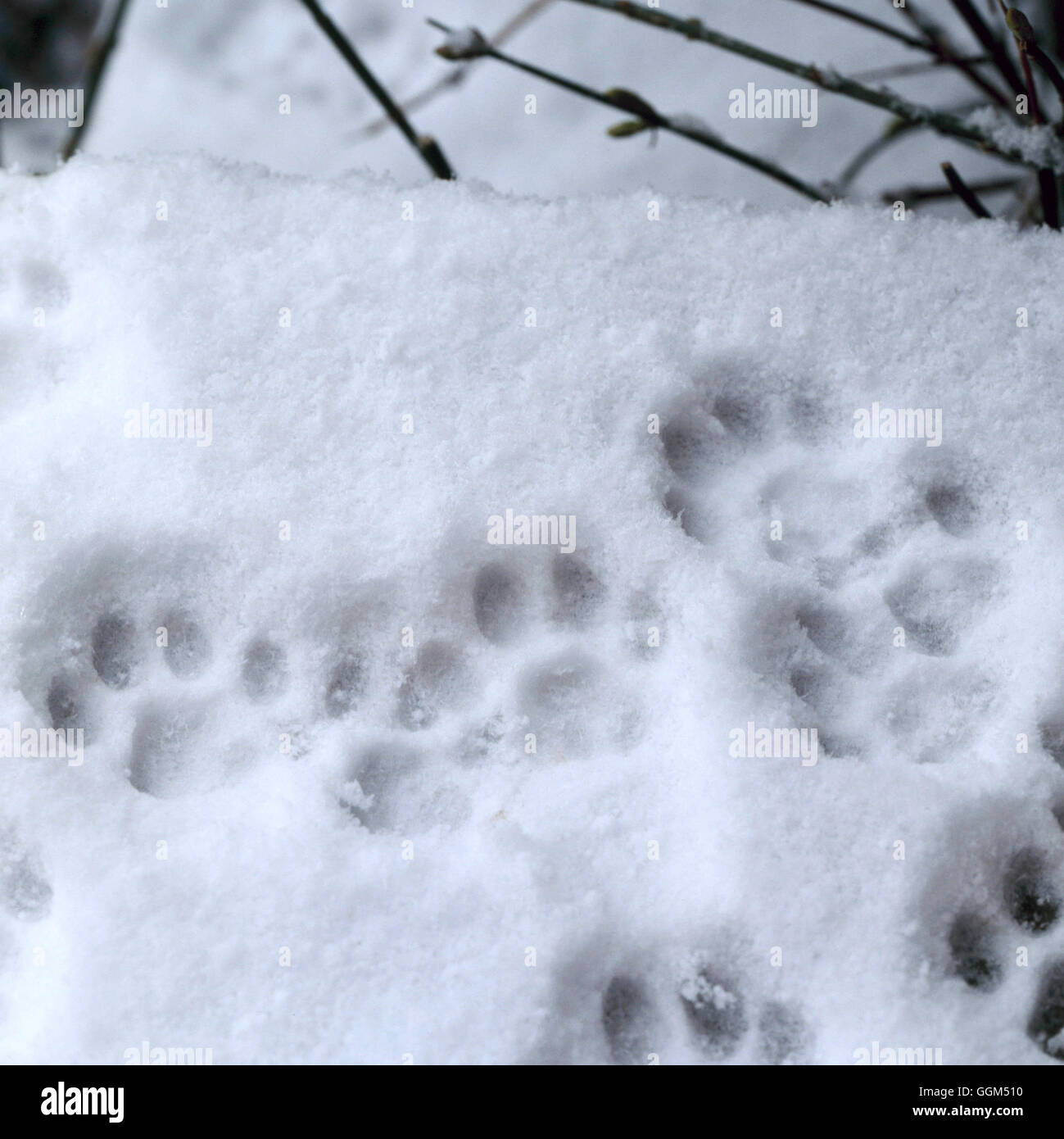 Scena di neve - Gatto stampe della zampa SSF092280 Foto Stock
