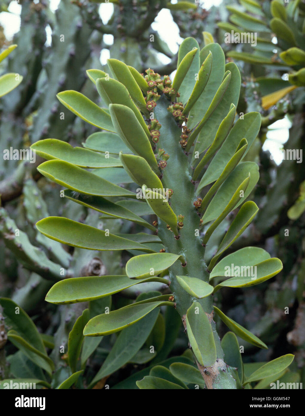 Euphorbia ingens - Euforbia gigante ''candelabri Tree' SUC036889 ' Foto Stock