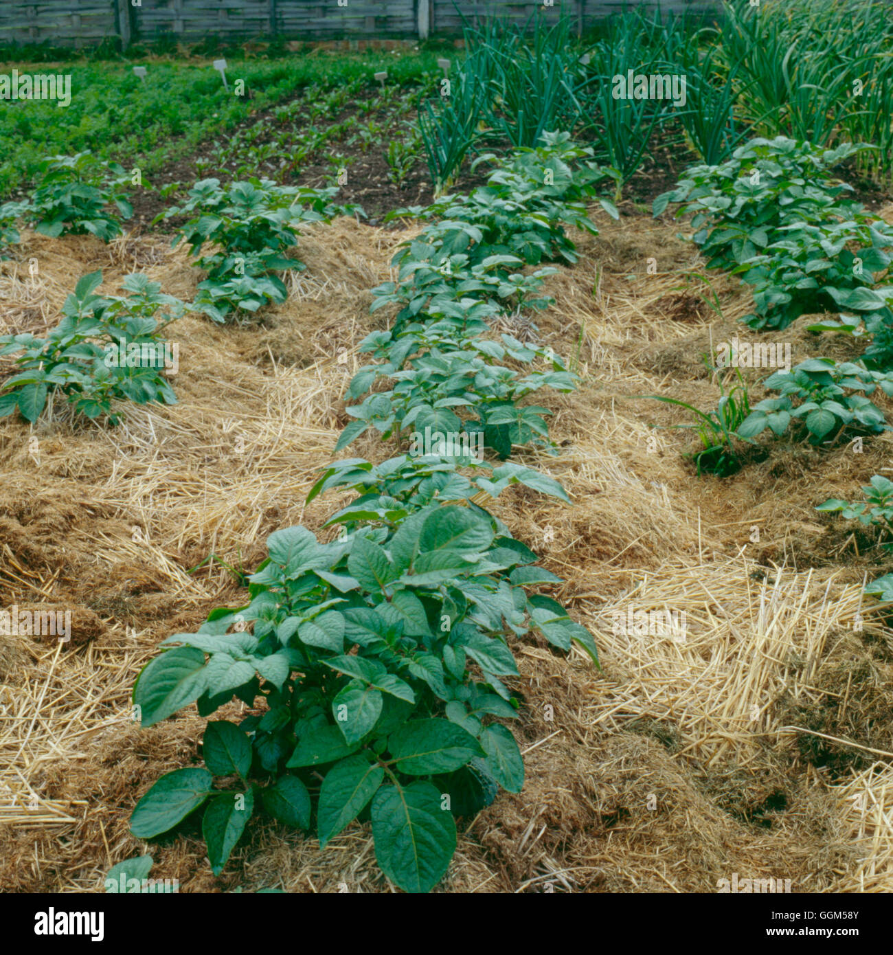 - Strame di paglia intorno a patate (HDRA - organico) TAS018282 Foto Stock