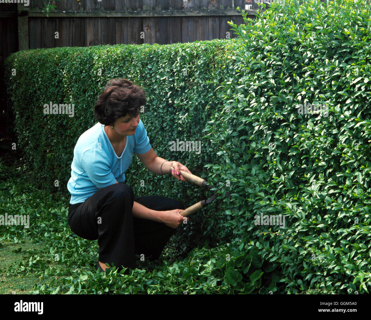 Hedge Care - rifilatura della siepe ligustro (Ligustrum) TAS022335 Foto Stock