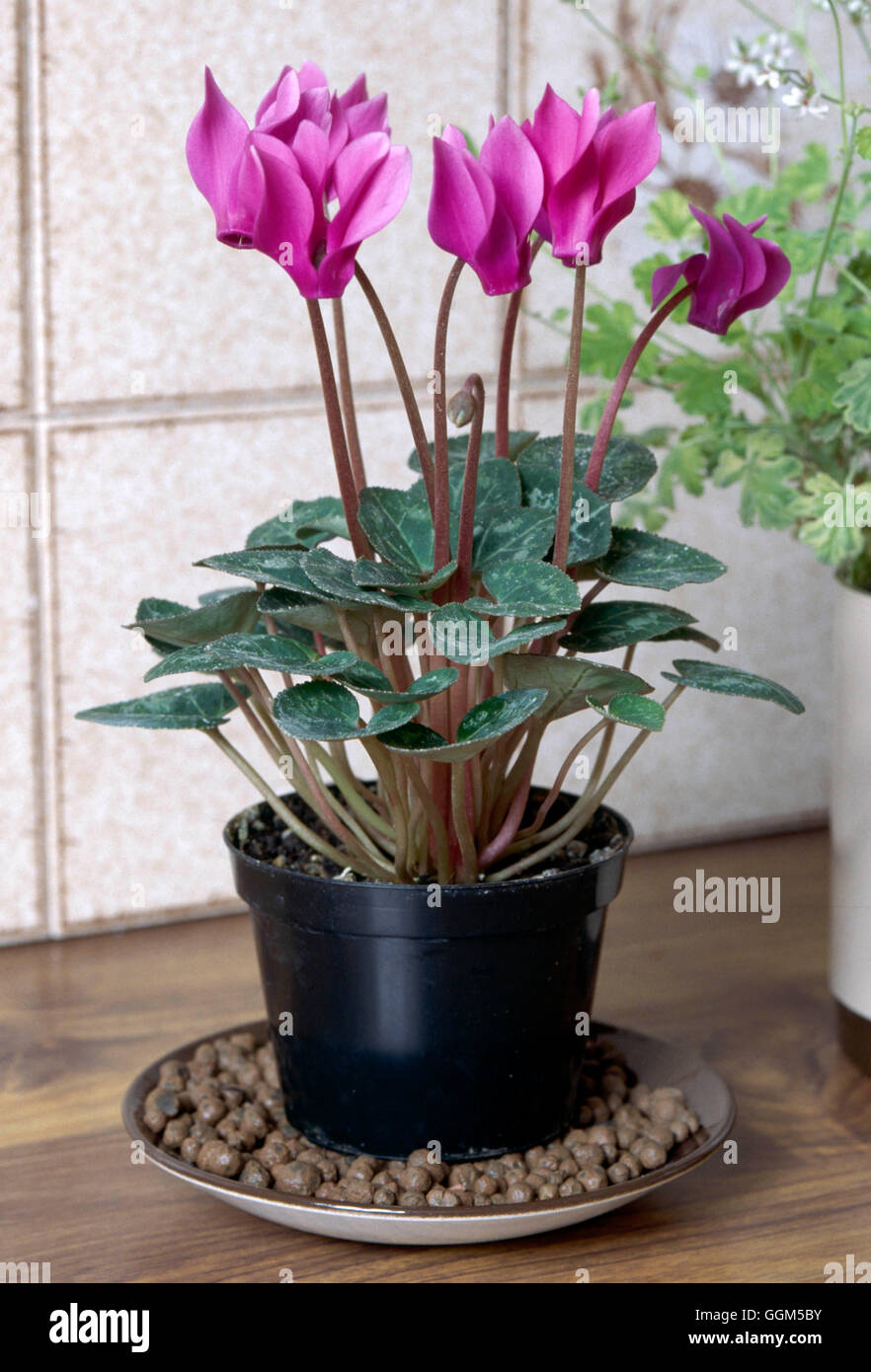 Houseplant Attenzione: - mantenere micro-clima umido con ciottoli. TAS031276 Foto Stock