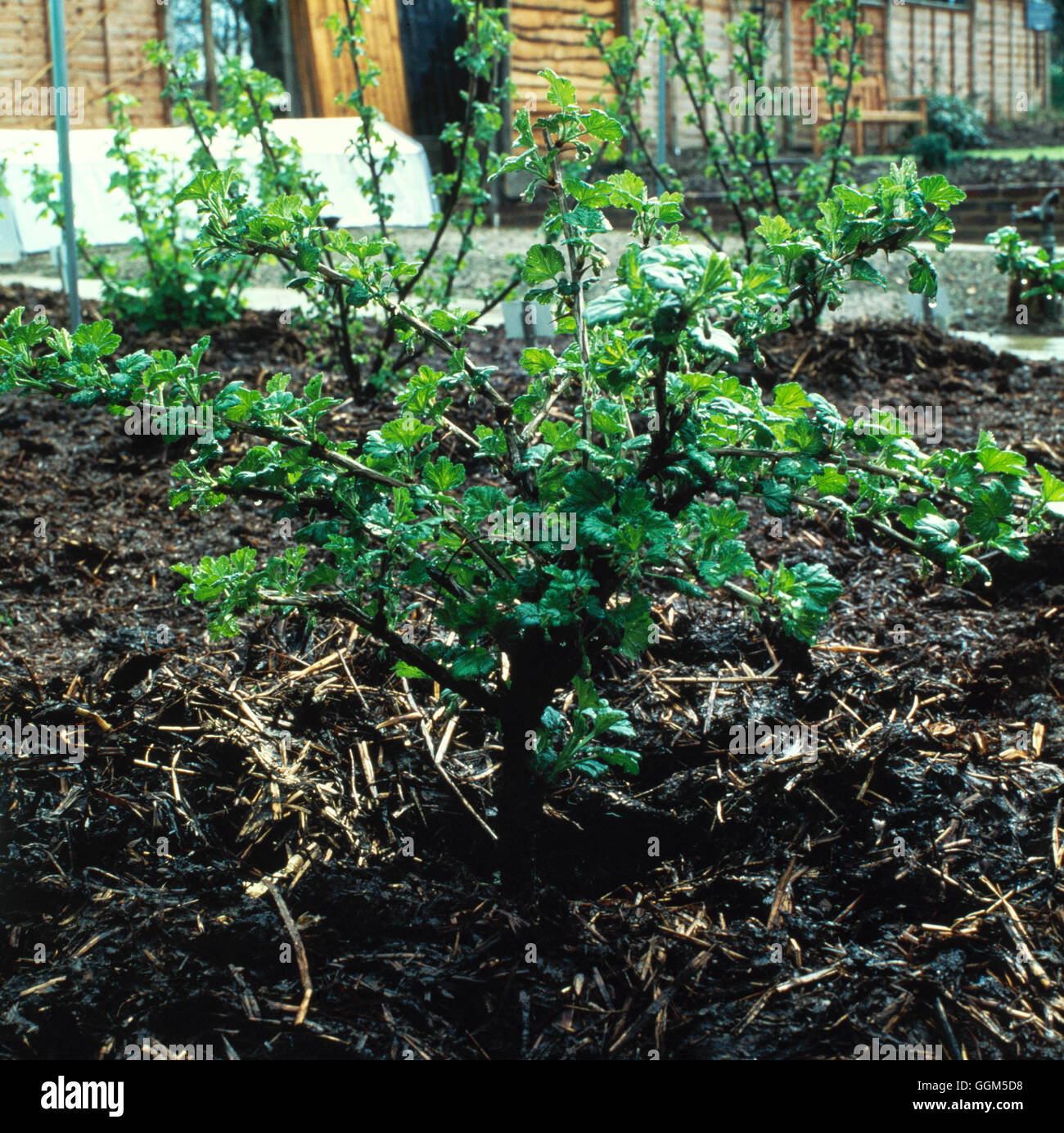 Mulch - Intorno Gooseberry bush TAS035624 Foto Stock