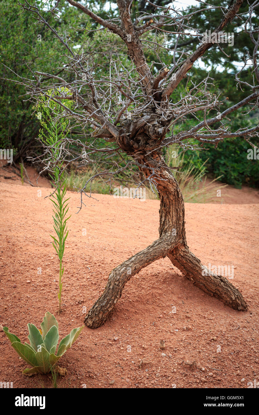 Il drammatico di arenaria rossa e il paesaggio del Giardino degli Dei in Colorado Springs, CO, STATI UNITI D'AMERICA Foto Stock