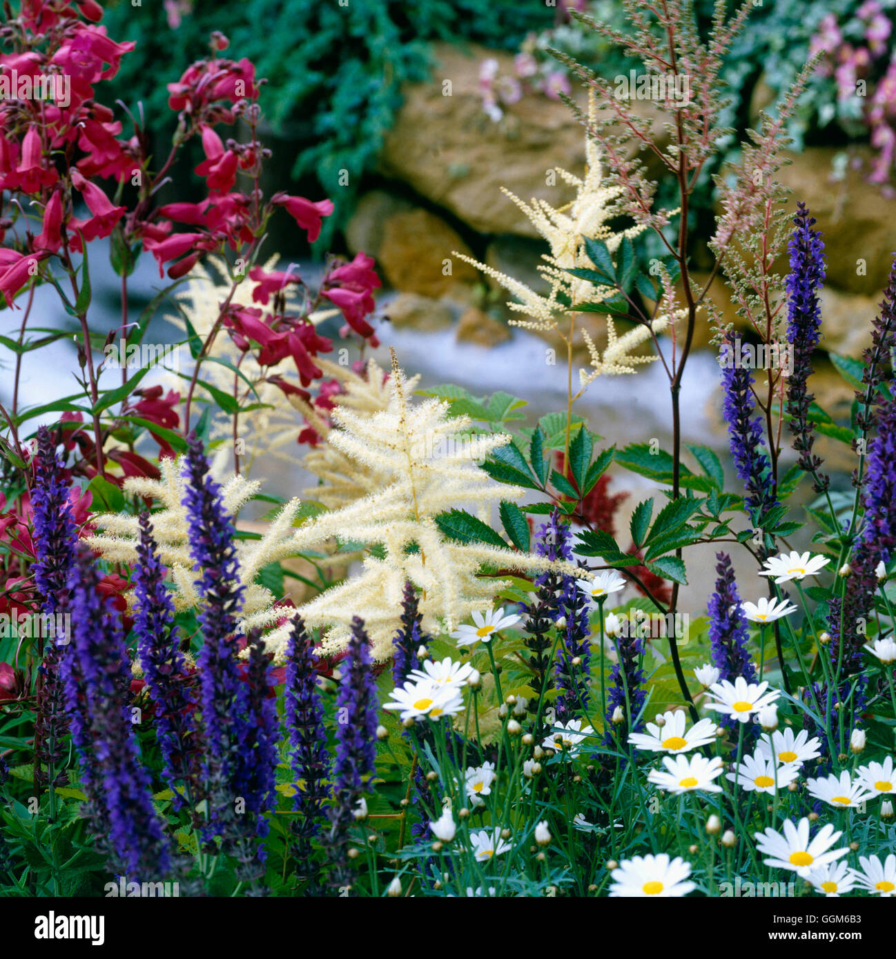 Titolo della pagina - con Penstemon Salvia Astilbe e Argyranthemum TIT059816 Foto Stock
