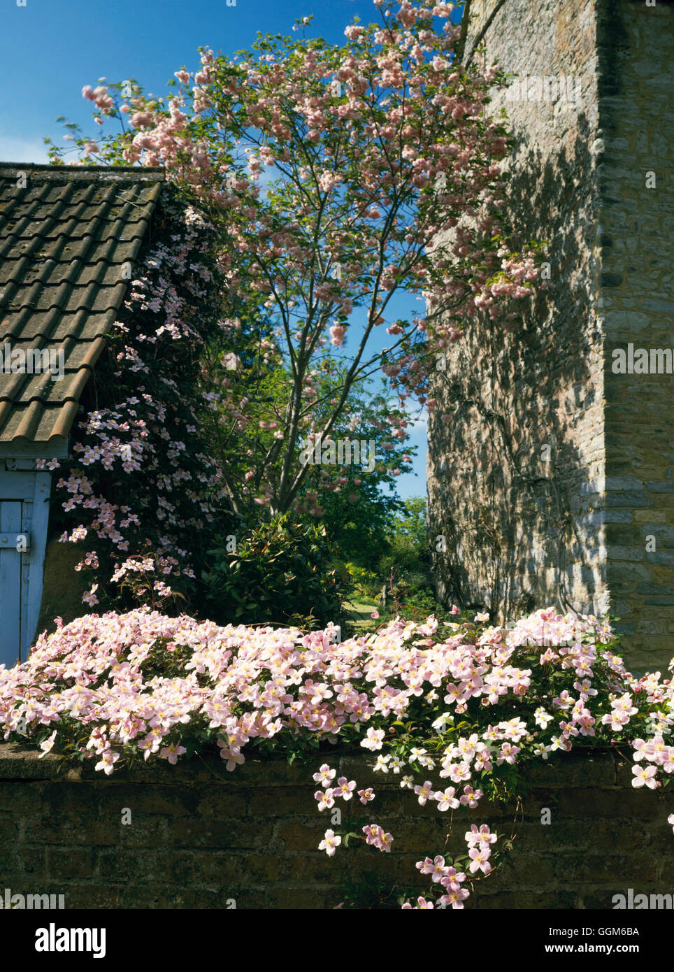 Titolo della pagina - la clematide montana vista framing TIT082117 Foto Stock