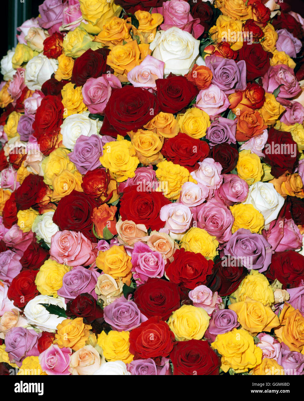 Pagina titolo- - Rose TIT109915 Foto Stock