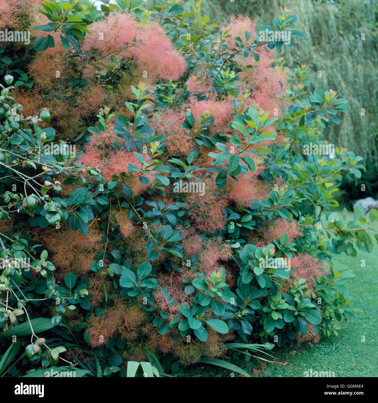 Cotinus coggygria AGM - Boccola di fumo TRS000754 Foto Stock