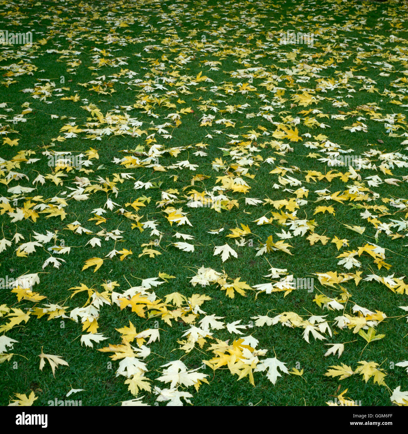 Acer saccharinum AGM. - Le foglie in autunno a colori002447 TRS Foto Stock