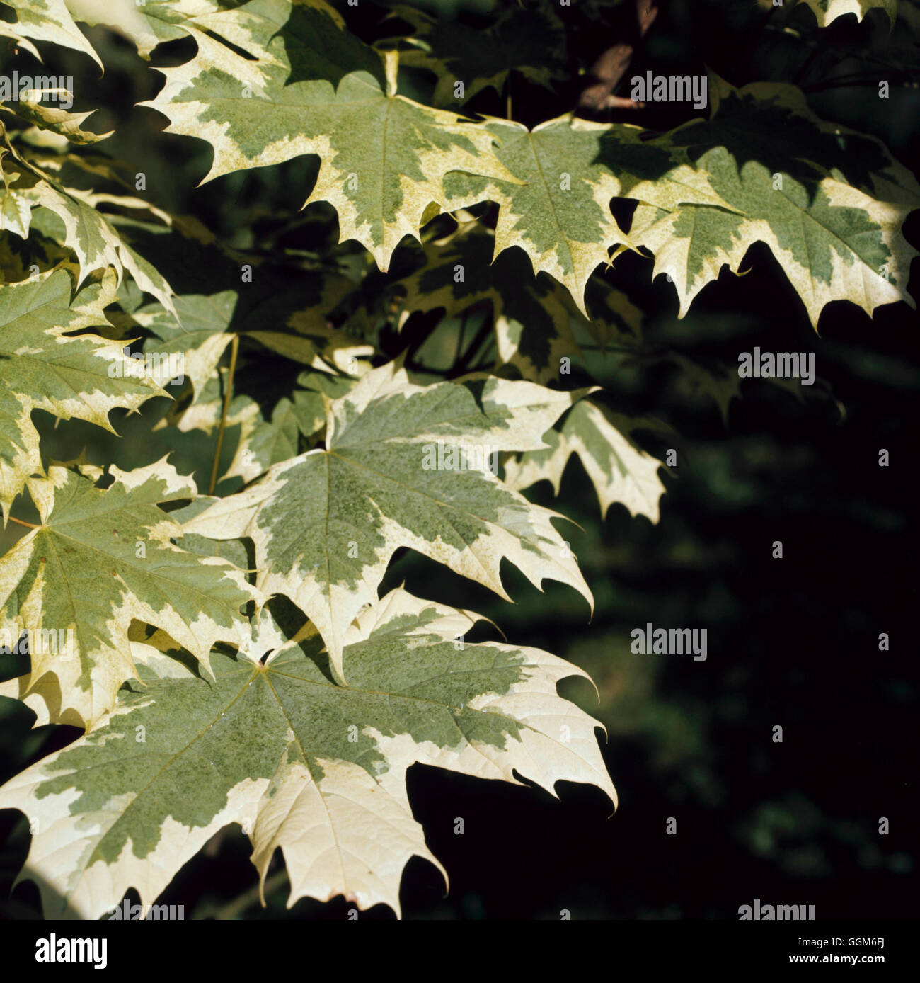 Acer platanoides - 'Drummondii' TRS002479 Foto Stock