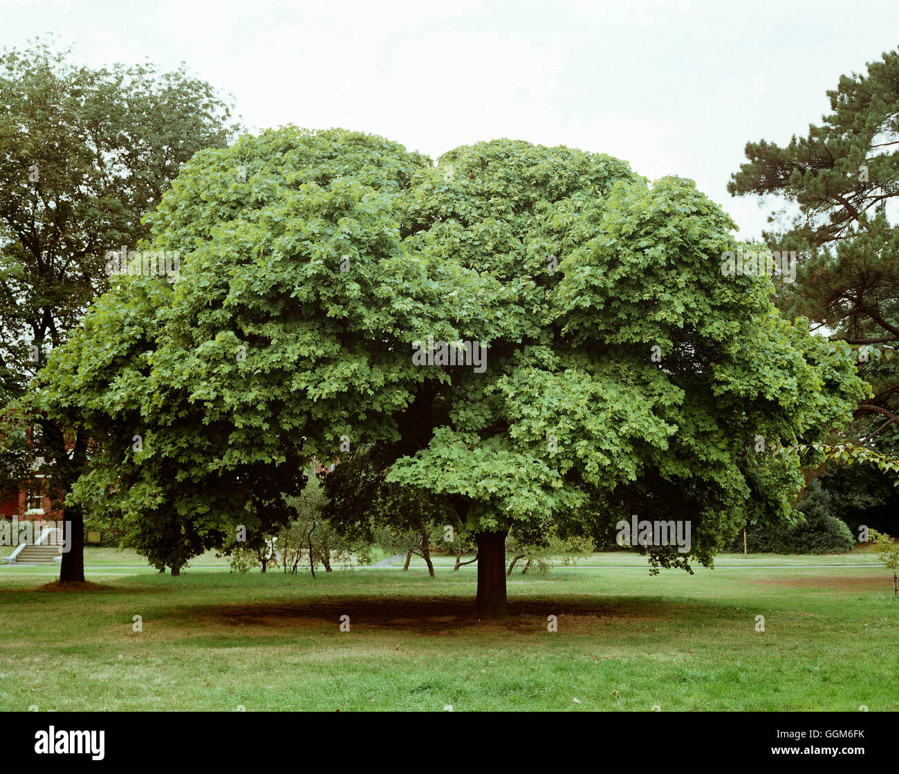 Acer platanoides - 'Globosum' TRS002484 Foto Stock