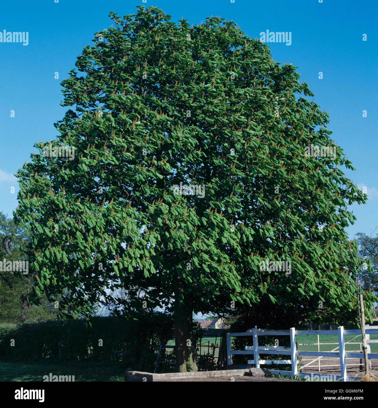 Aesculus hippocastanum AGM. - Ippocastano TRS002496 Foto Stock