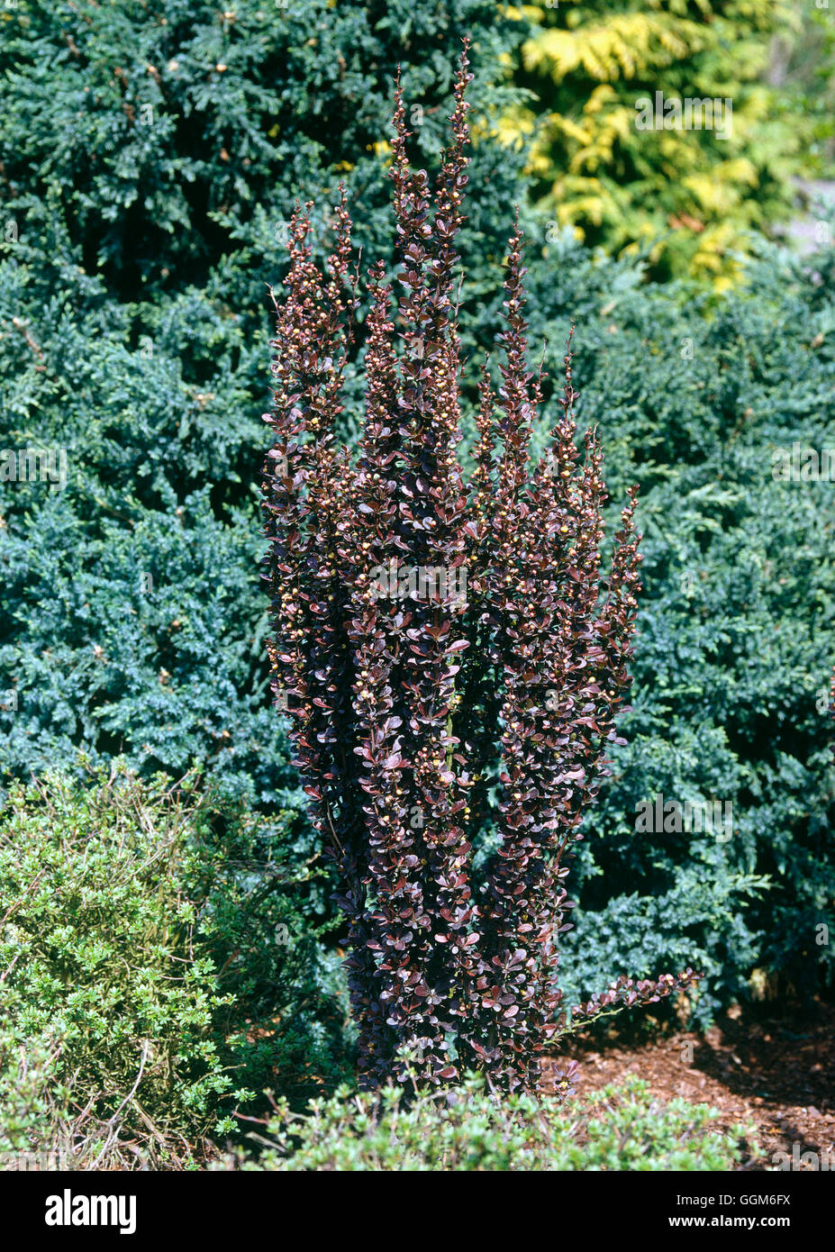 Berberis thunbergii - f. atropurpurea 'Helmond pilastro' TRS002552 Foto Stock