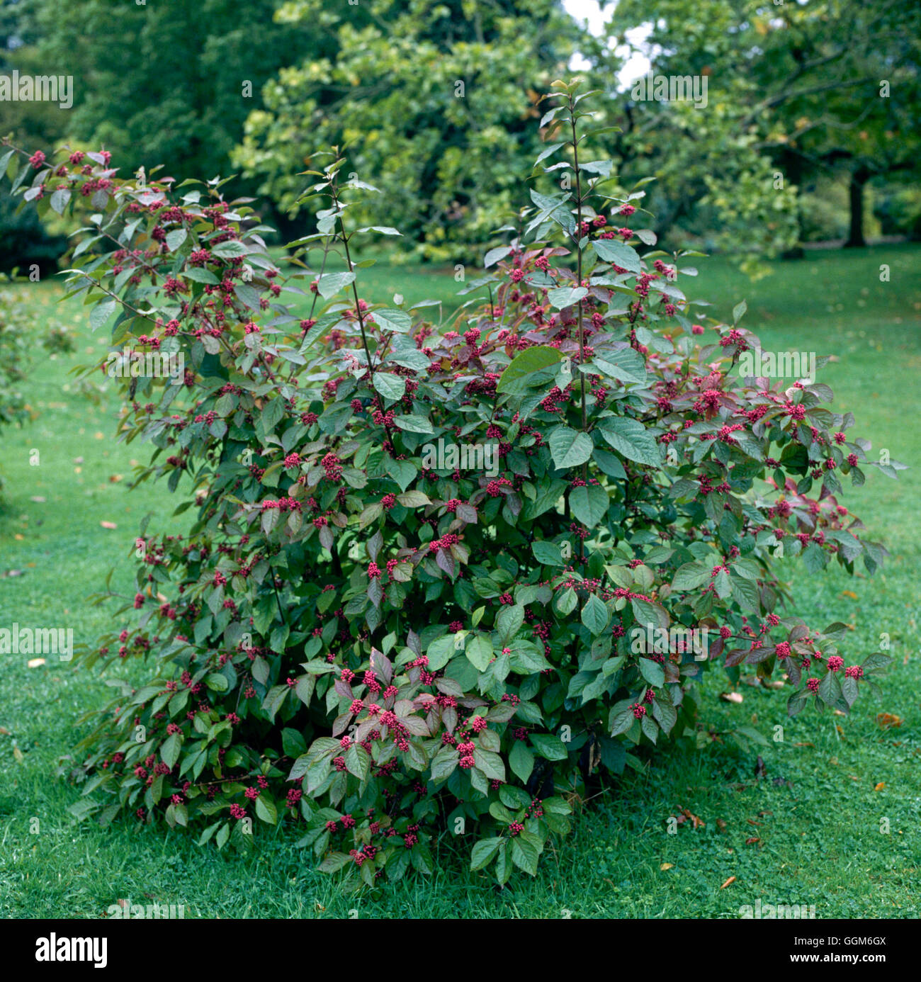 Callicarpa bodinieri - var. giraldii TRS003054 Foto Stock