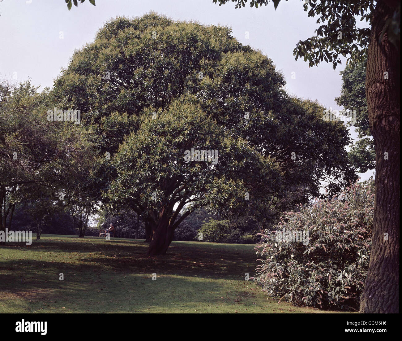 Ligustrum lucidum AGM Data: 23.06.08 TRS003267 Foto Stock