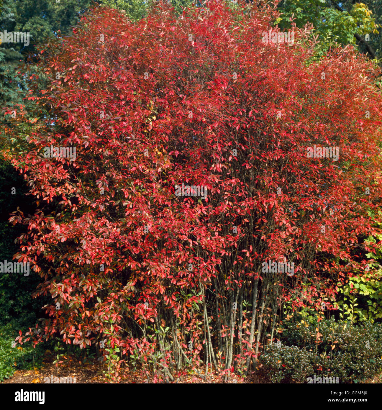 Amelanchier lamarckii AGM. - Nel colore di autunno TRS003540 Foto Stock