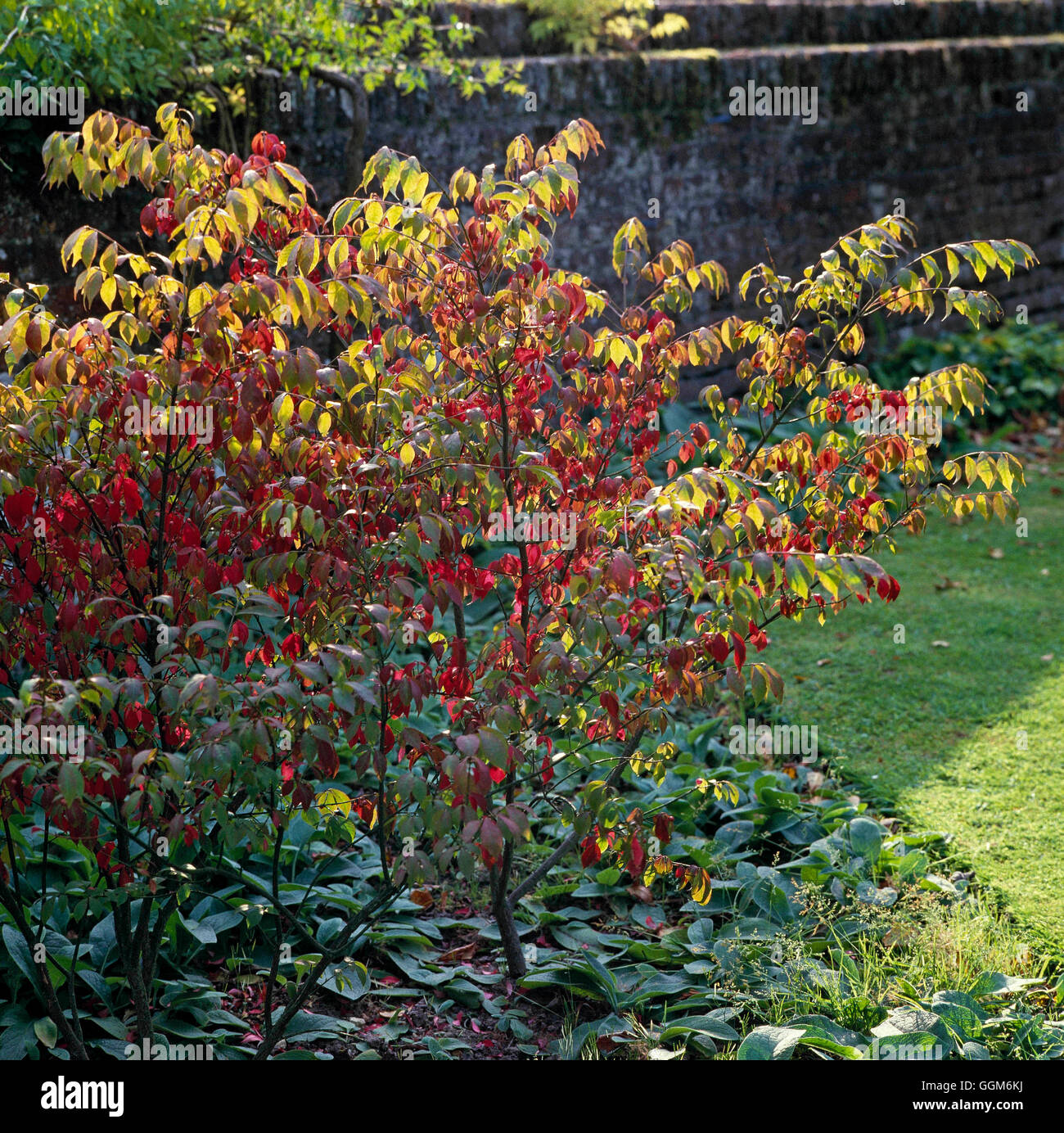 Euonymus europaeus - nel colore di autunno TRS004166 Foto Stock