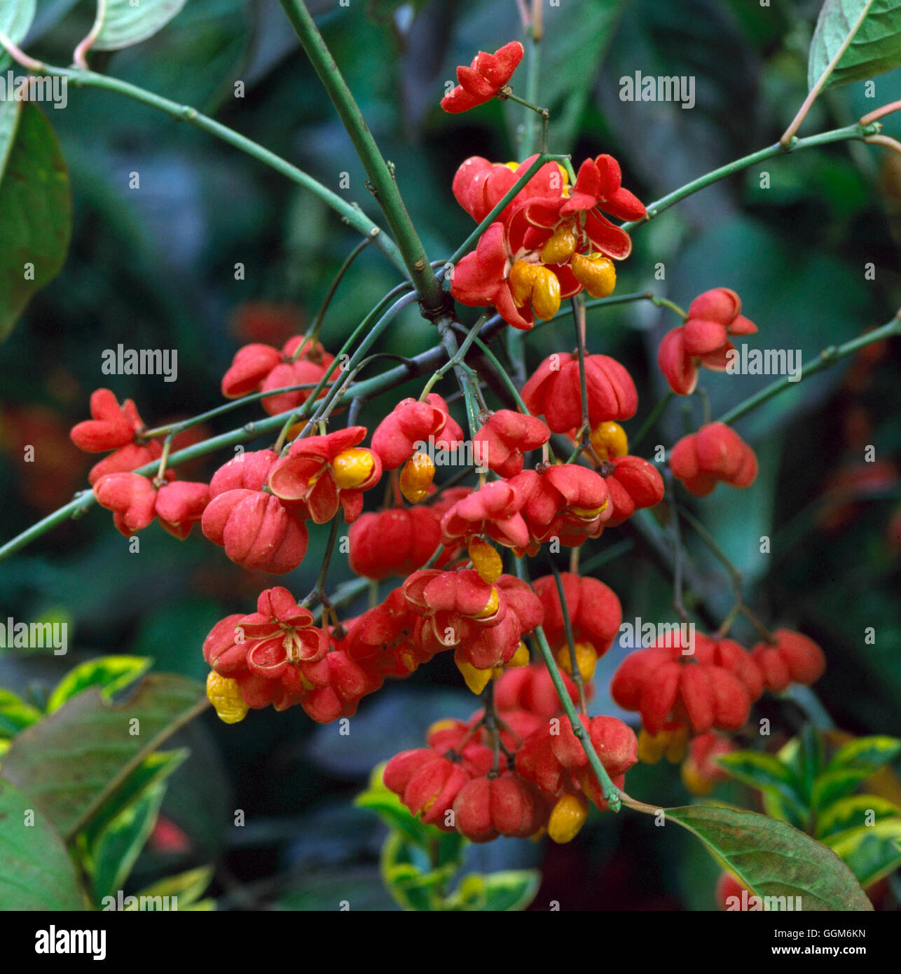 Euonymus europaeus - 'Rosso' cascata TRS004217 Foto Stock