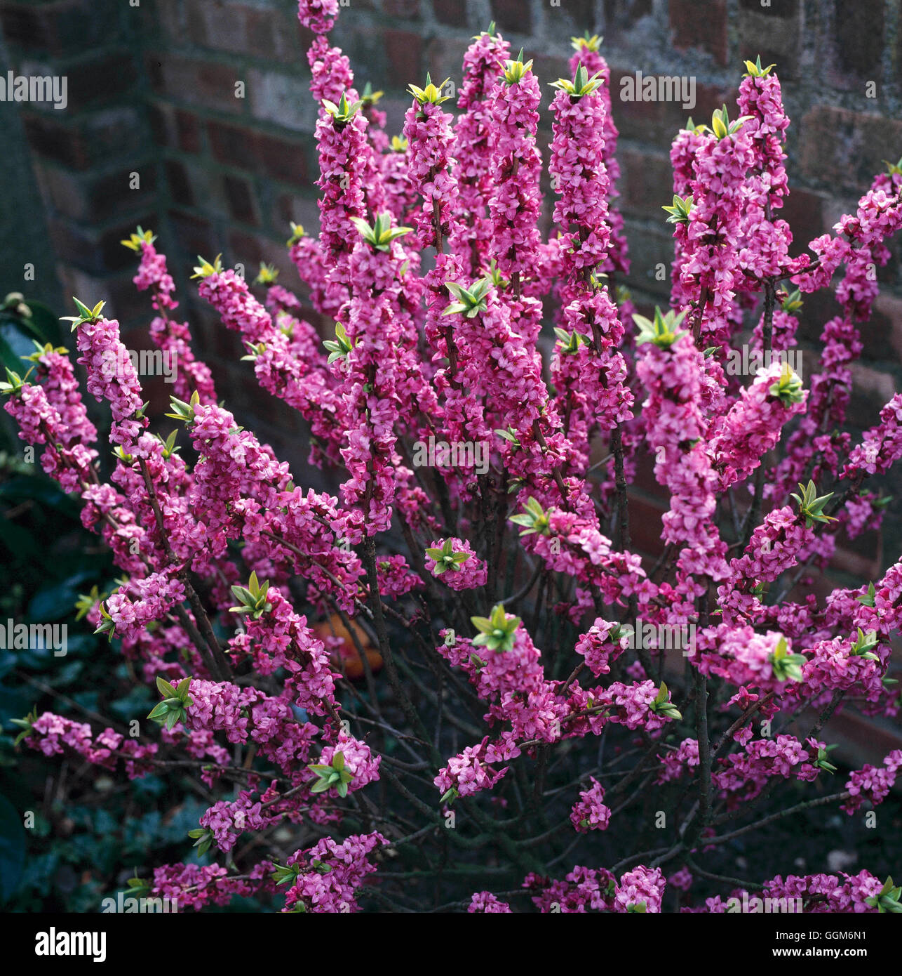 Daphne mezereum TRS004660 Foto Stock