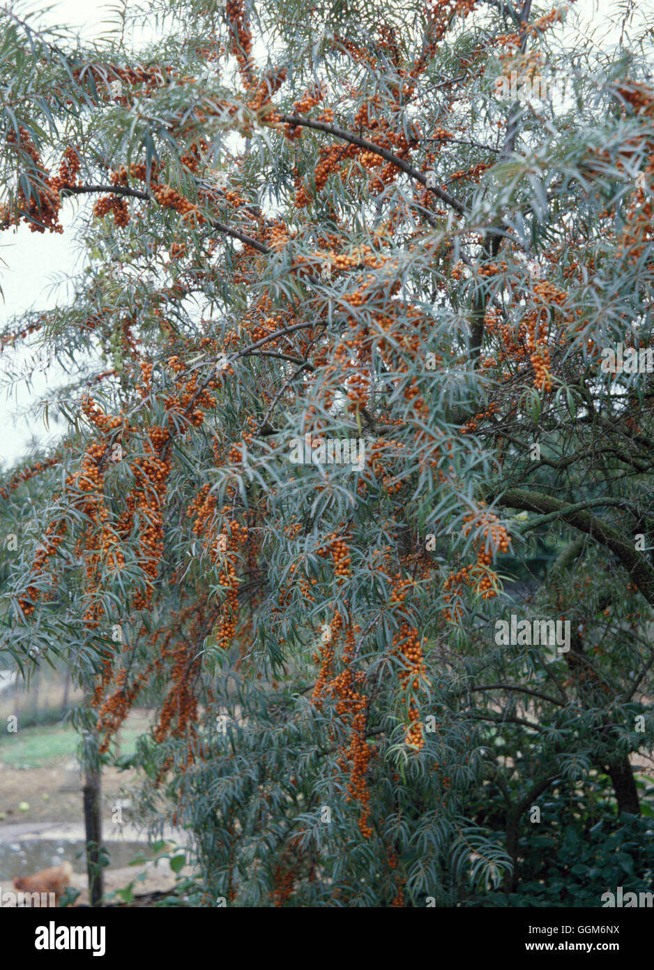 Hippophae rhamnoides nota - bacche di olivello spinoso TRS005931 Foto Stock