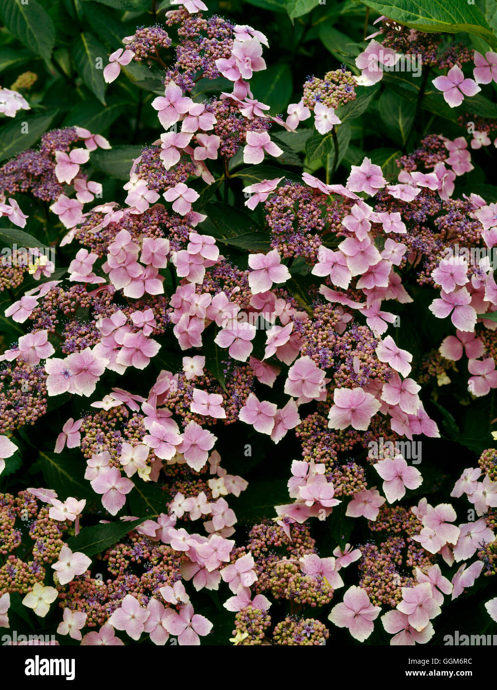 Hydrangea macrophylla - 'Mariesii' (Lacecap) TRS007050 Foto Stock