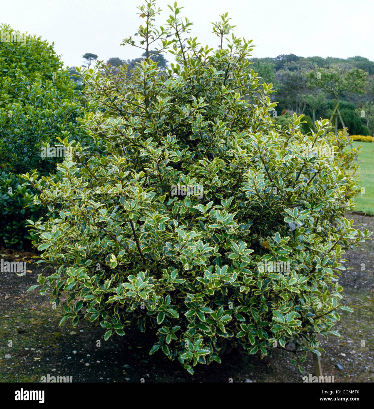 Ilex aquifolium - 'Handsworth nuovo Argento' AGM- - (femmina) TRS007458 Foto Stock