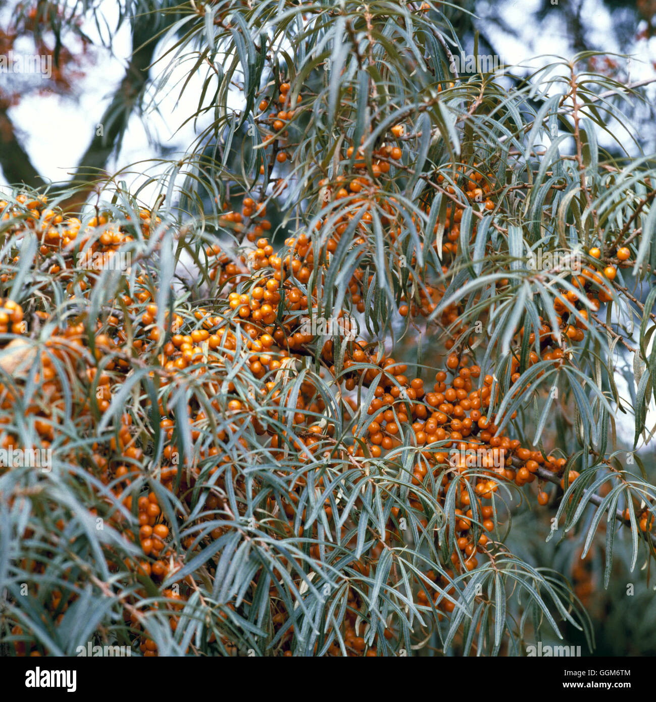 Hippophae rhamnoides nota AGM - bacche di olivello spinoso TRS008490 Foto Stock