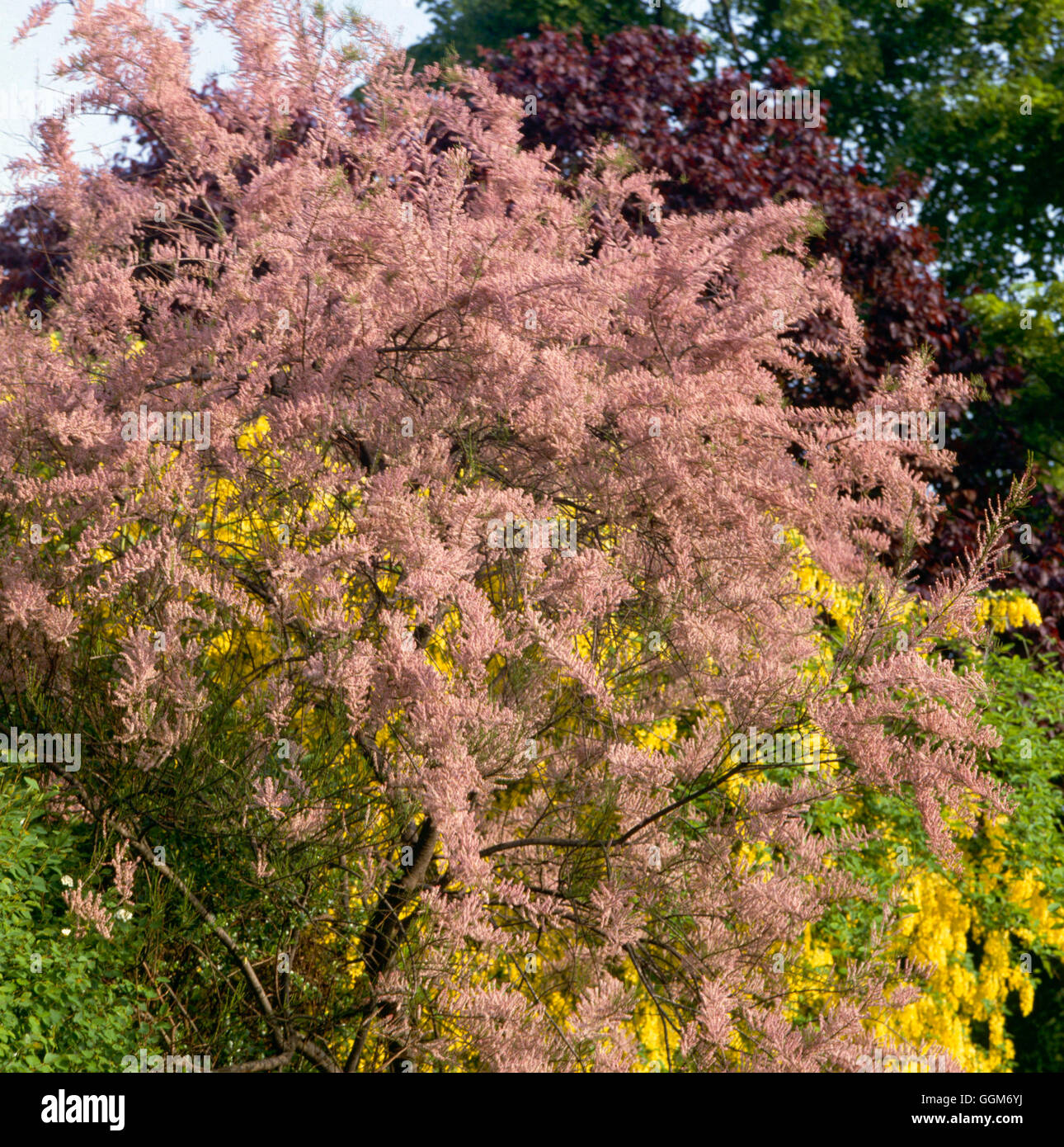 Tamarix tetrandra AGM TRS012753 Foto Stock