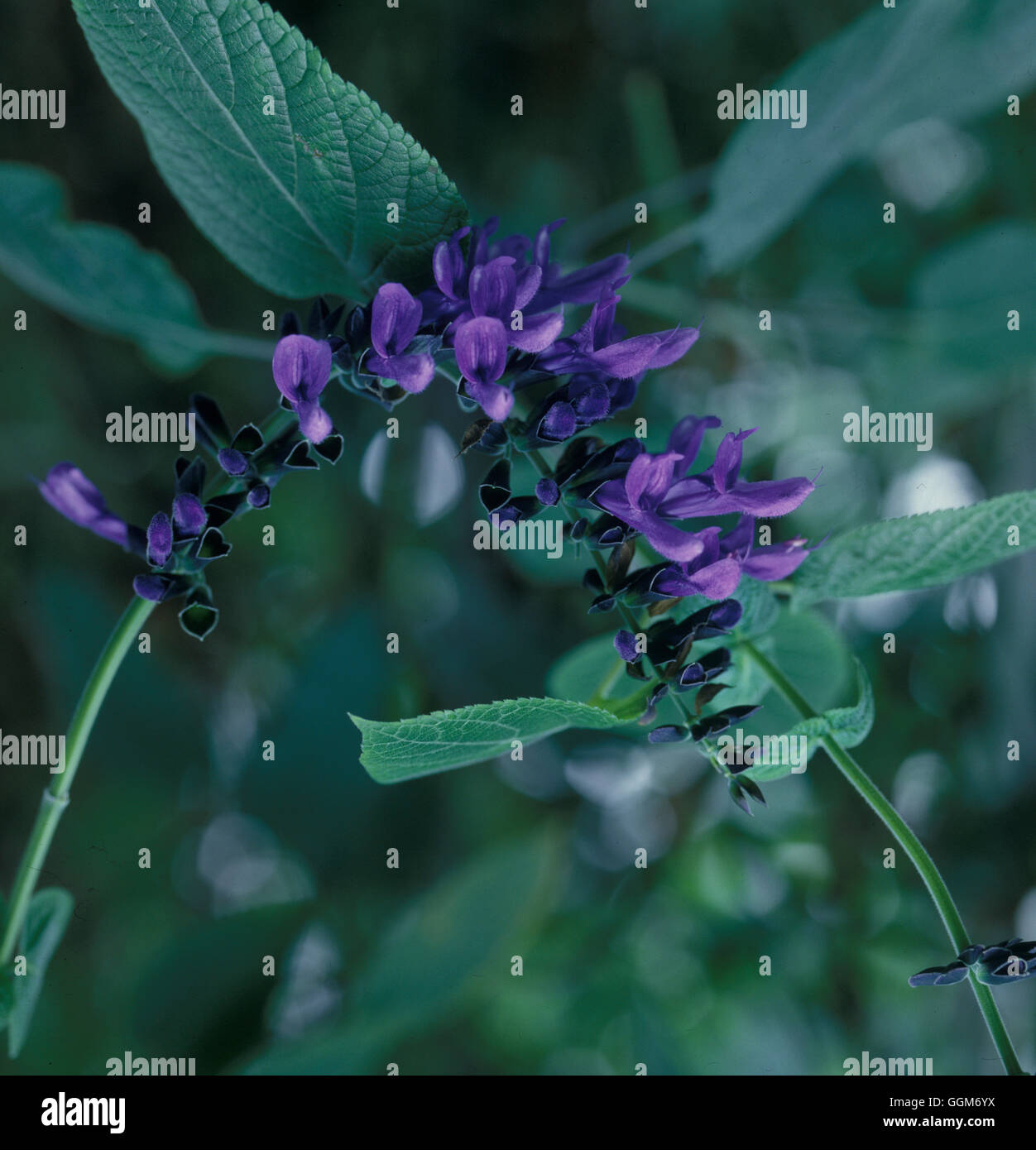 La Salvia guaranitica 'nero e blu' (Syn S. caerulea) Data: 7.07.08 TRS012895 Horticult foto Foto Stock