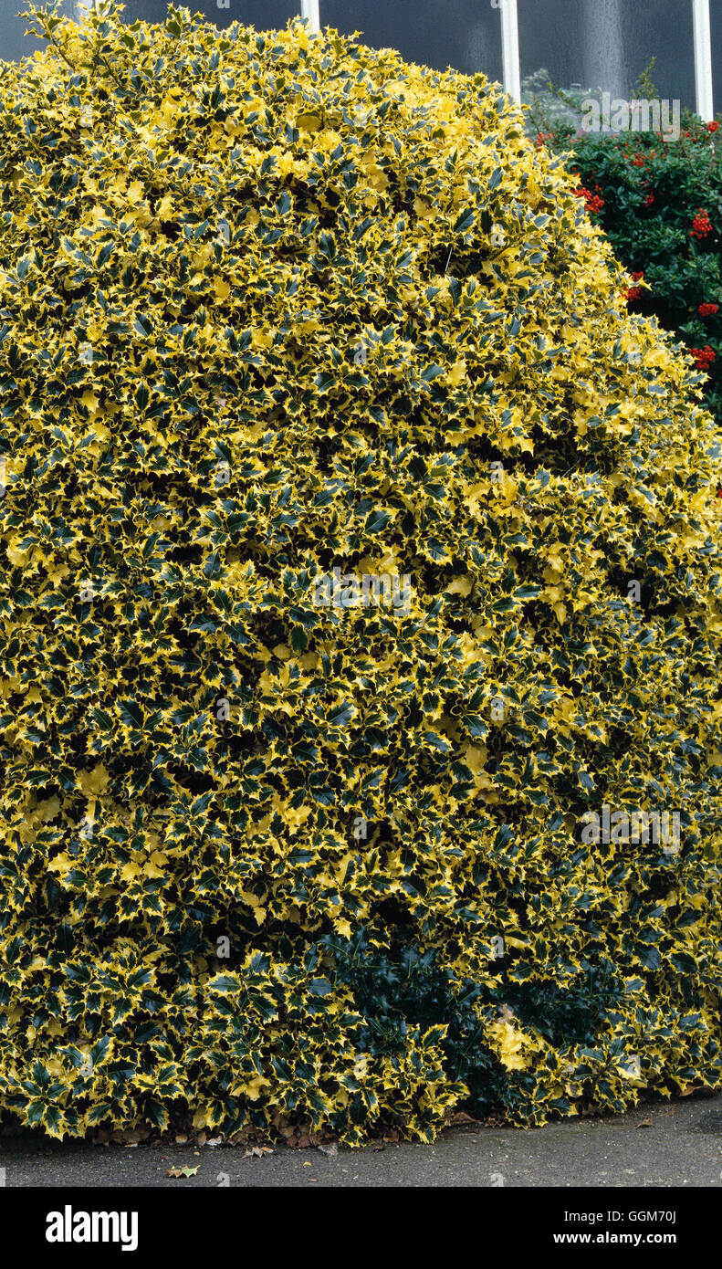 Ilex aquifolium - 'Aurea Marginata'- - (femmina) TRS014090 Foto Stock
