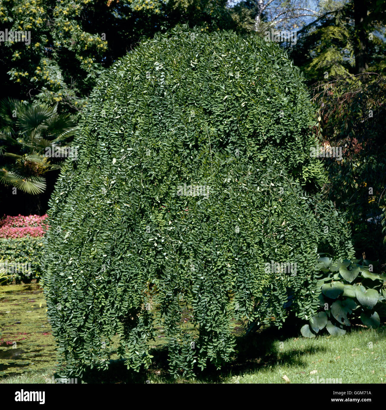 Sophora Japonica - 'Pendula' TRS016500 Foto Stock