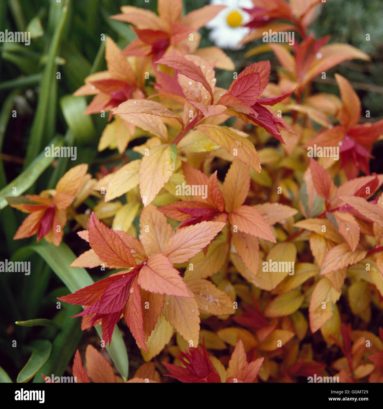 Spiraea japonica - 'Goldflame' mostra primavera colore018028 TRS Foto Stock