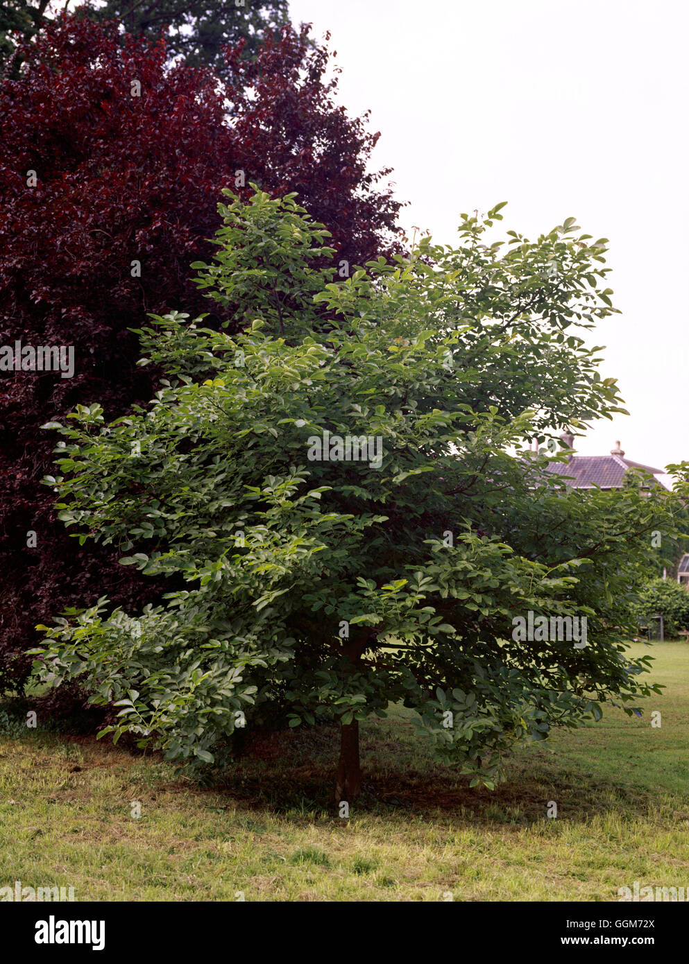 Juglans regia - Noce comune TRS018669 Foto Stock