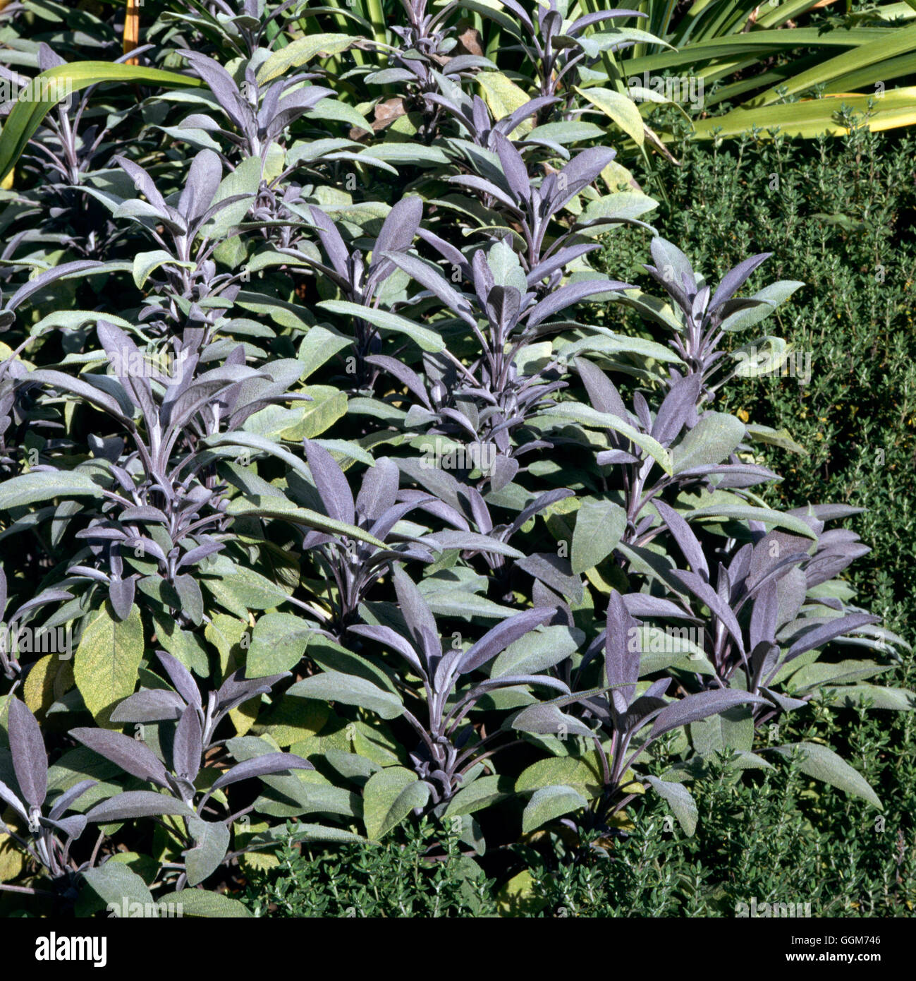 Salvia officinalis - 'Pupurascens' AGM viola foglie di salvia019864 TRS Foto Stock