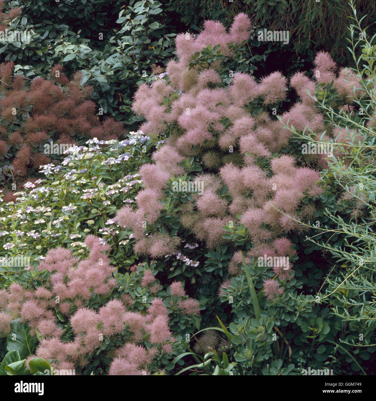 Cotinus coggygria AGM - mostra pennacchi di fumo di autunno Bush019887 TRS Foto Stock