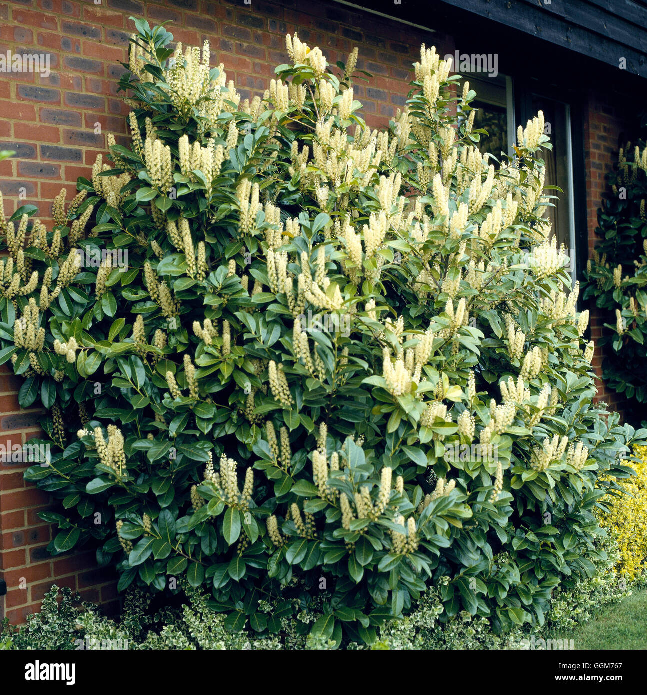 Prunus laurocerasus - Comune di alloro021922 TRS Foto Stock