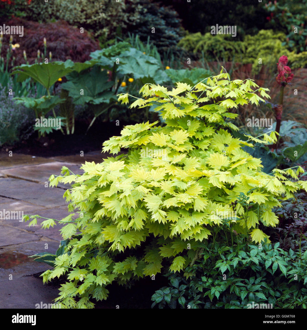 Acer shirasawanum - 'Aureum' AGM. - (Syn. A. japonicum 'Aureum") TRS021991 Horticultura foto Foto Stock
