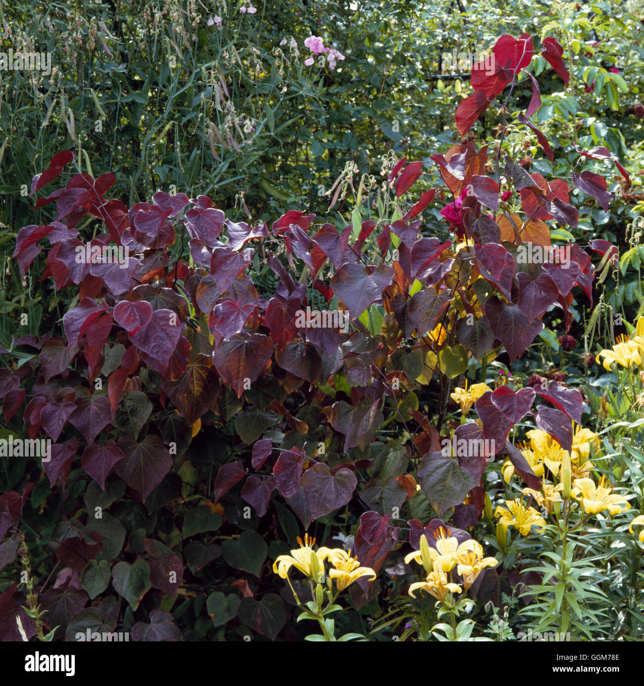 Cercis canadensis - 'Forest Pansy' AGM TRS024393 Foto Stock