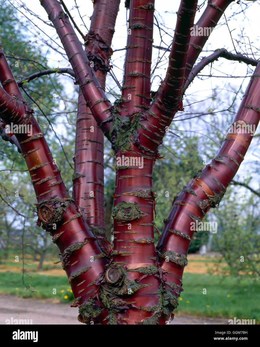 Prunus serrula - mostra la corteccia in primavera TRS027665 Foto Stock