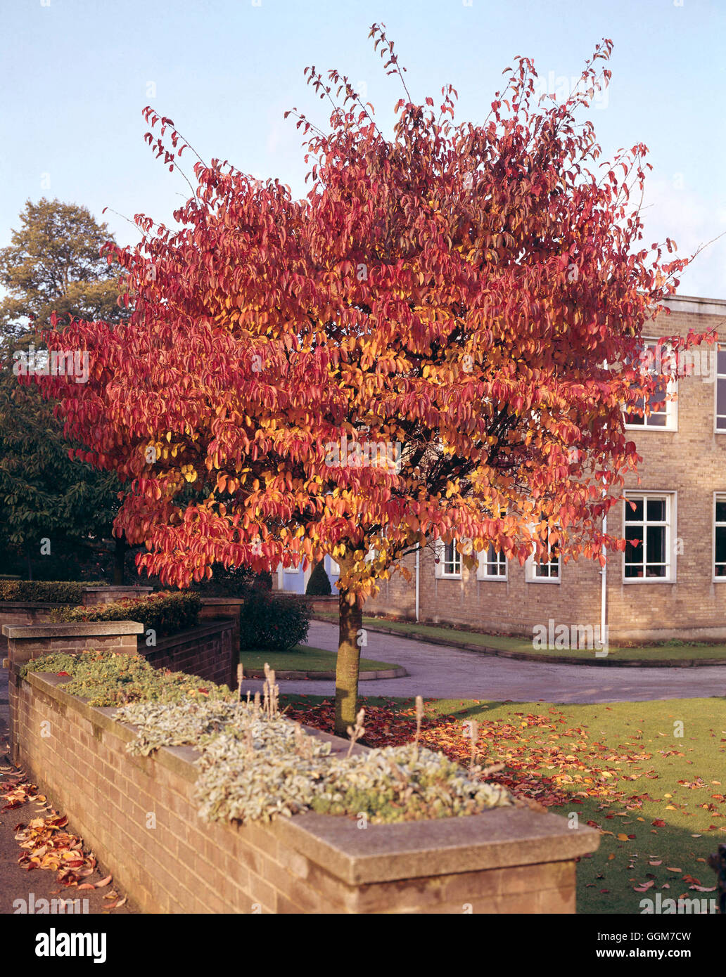Prunus sargentii - nel colore di autunno TRS028116 Foto Stock