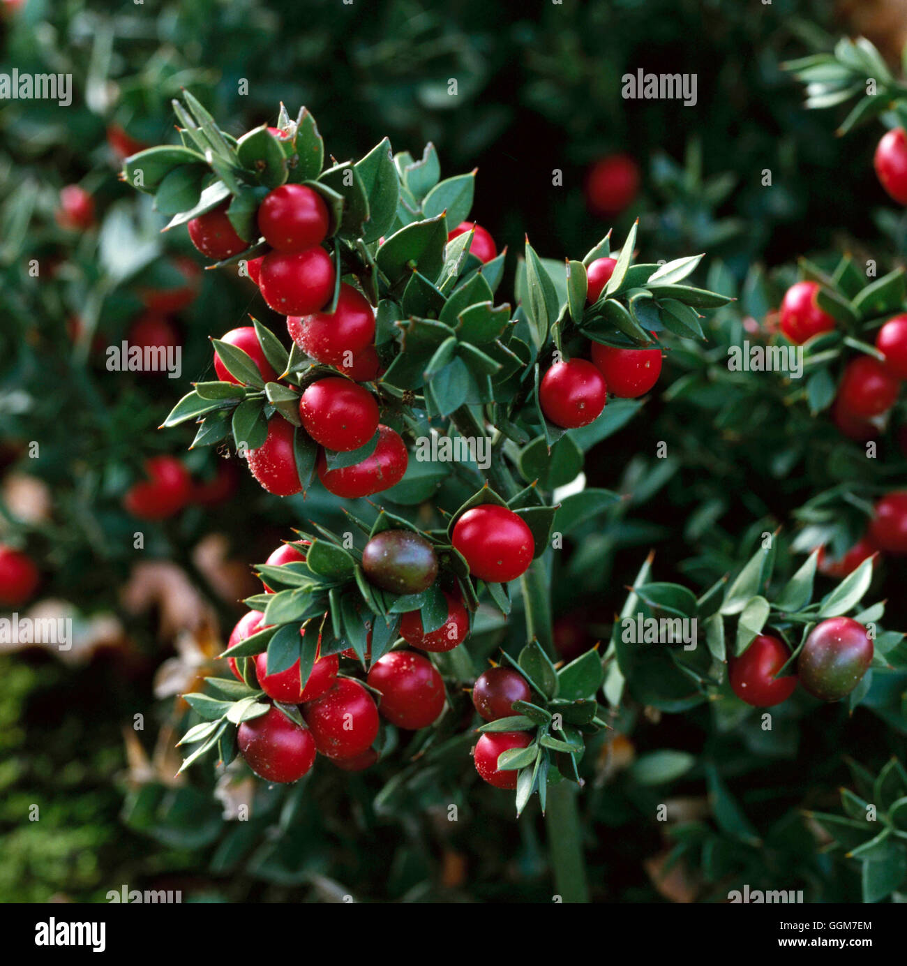 Ruscus aculeatus - Pungitopo TRS029421 Foto Stock